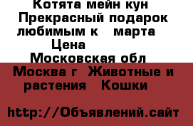 Котята мейн-кун. Прекрасный подарок любимым к 8 марта. › Цена ­ 7 000 - Московская обл., Москва г. Животные и растения » Кошки   